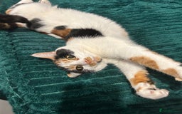British Shorthair cats for sale: 2 lovely cats to rehome  - Image 4