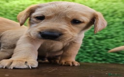 Labrador Retriever dogs for sale: 🐾Beautiful Labrador Pups–Ready for Loving Homes🐾 - Image 5