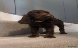 Cocker Spaniel dogs for sale: Cocker spaniel puppies  - Image 9