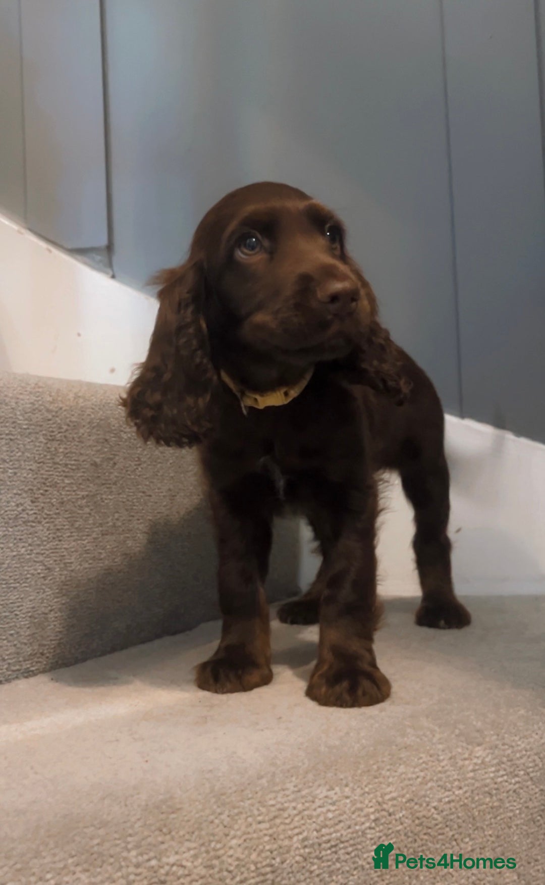 Cocker Spaniel dogs for sale: Cocker spaniel puppies  - Image 9