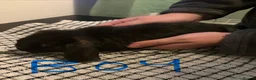 Mini Lop rabbits for sale: Baby rabbits  - Advert 5