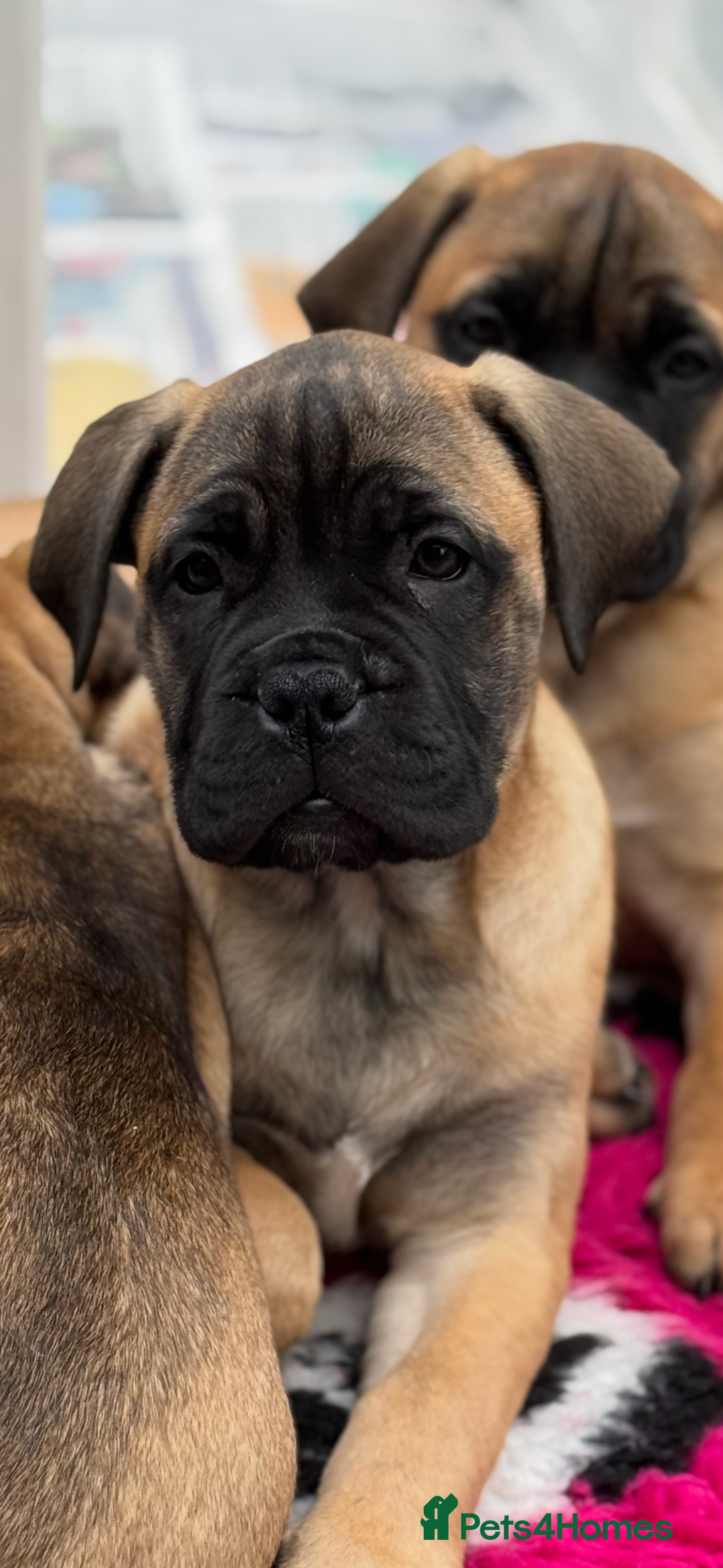 Bullmastiff dogs for sale: Beautiful Pedigree Puppies - Advert 11
