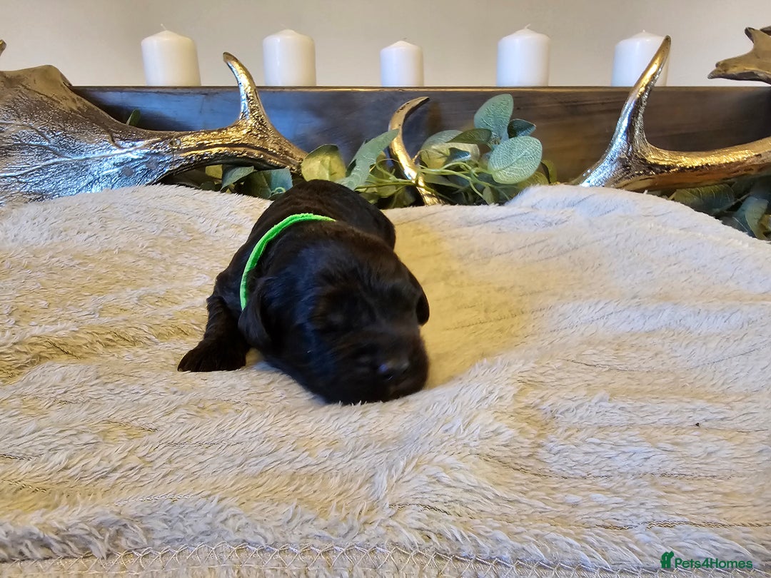 Cockapoo dogs for sale: Cockapoo puppies for sale  - Advert 8