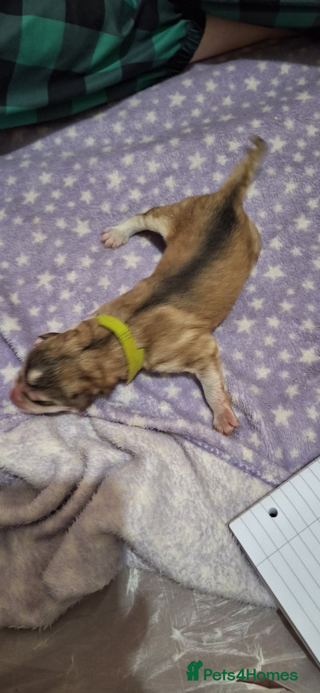 Mixed Breed dogs for sale: 10 Alaskan Shepherds for sale - Advert 5