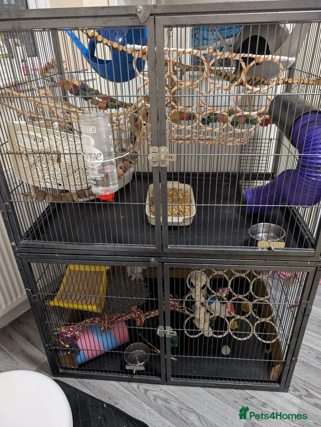 Rat rodents for sale: 4 beautiful male rats for free loving home  - Advert 1