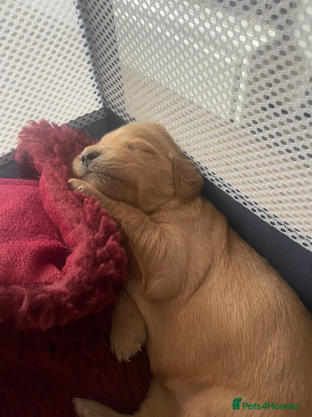 Mixed Breed dogs for sale: Beautiful golden doodles (Golden cockapoos) - Advert 6
