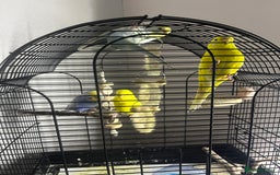 Budgerigars birds for sale: Budgies  - Image 1