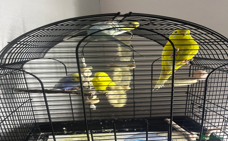 Budgerigars birds - Advert 1