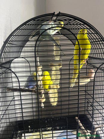 Budgerigars birds - Advert 1