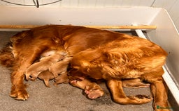 Golden Retriever dogs for sale: Dark Working Golden Retriever puppies - Image 3