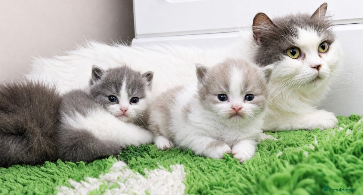 British Shorthair cats Beautiful blue bi colour British Shorthair  - Advert 1