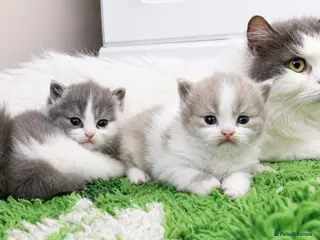 British Shorthair cats Beautiful blue bi colour British Shorthair - Advert 18