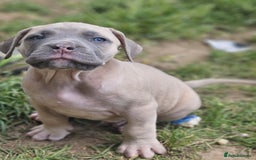 Mastiff dogs for sale: Boerbel x ultimate Mastiff in London - Image 23