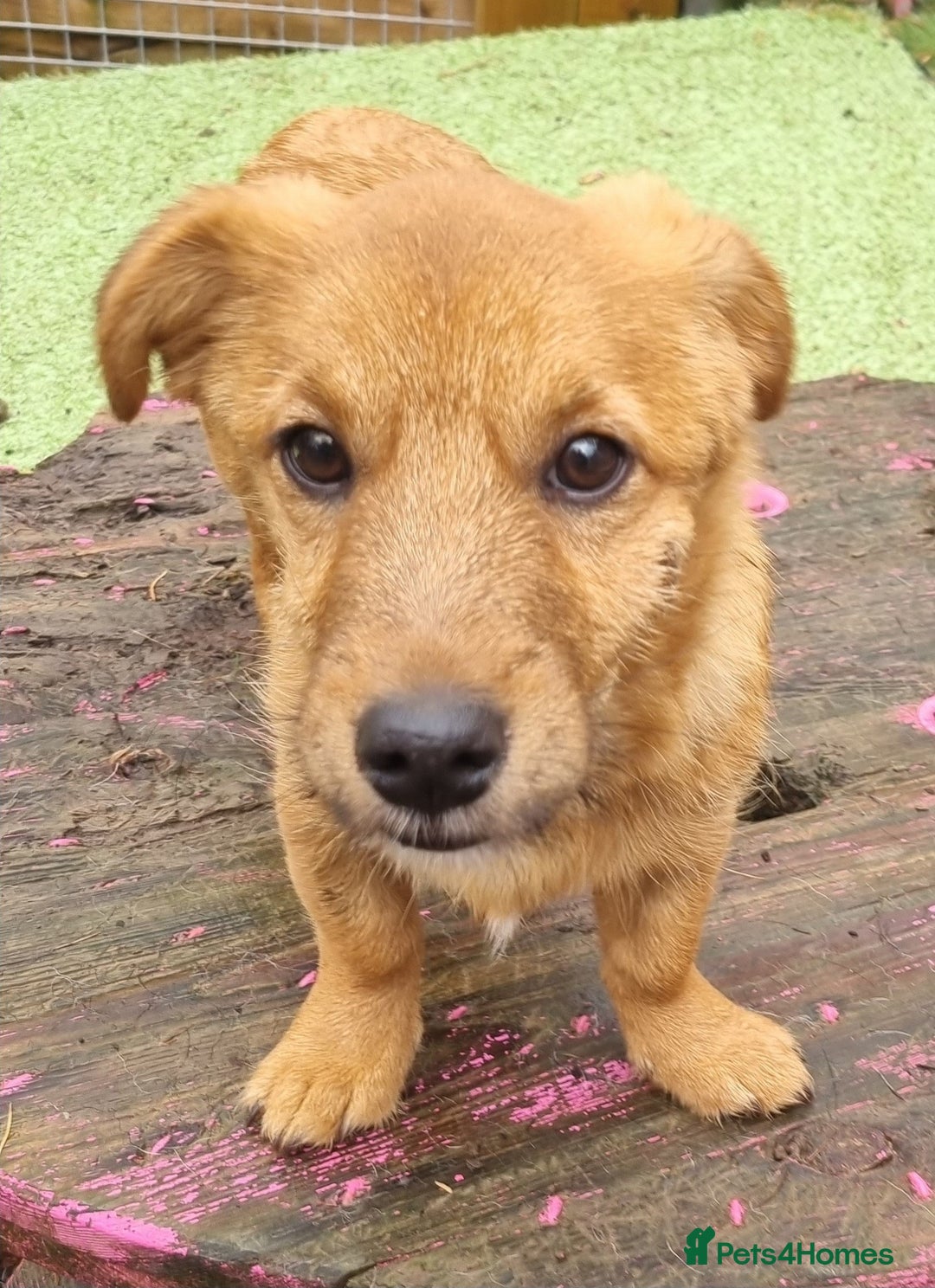 Mixed Breed dogs for adoption: Bruin - In Ayr Looking for a home  - Advert 2