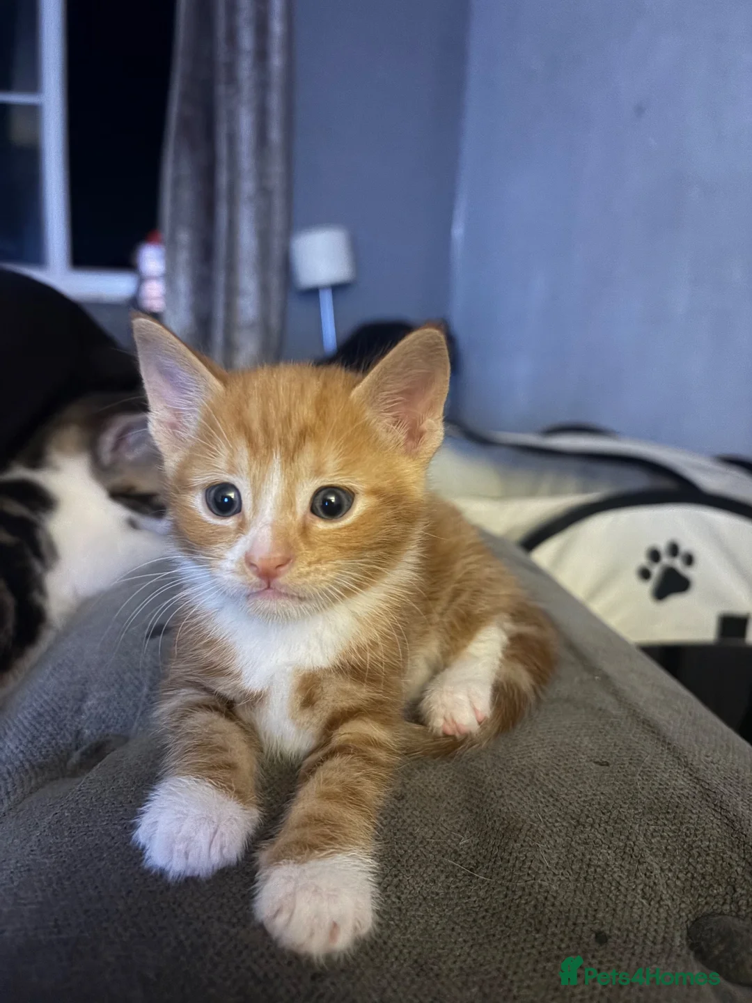 Mixed Breed cats for sale: Beautiful kittens  - Advert 2
