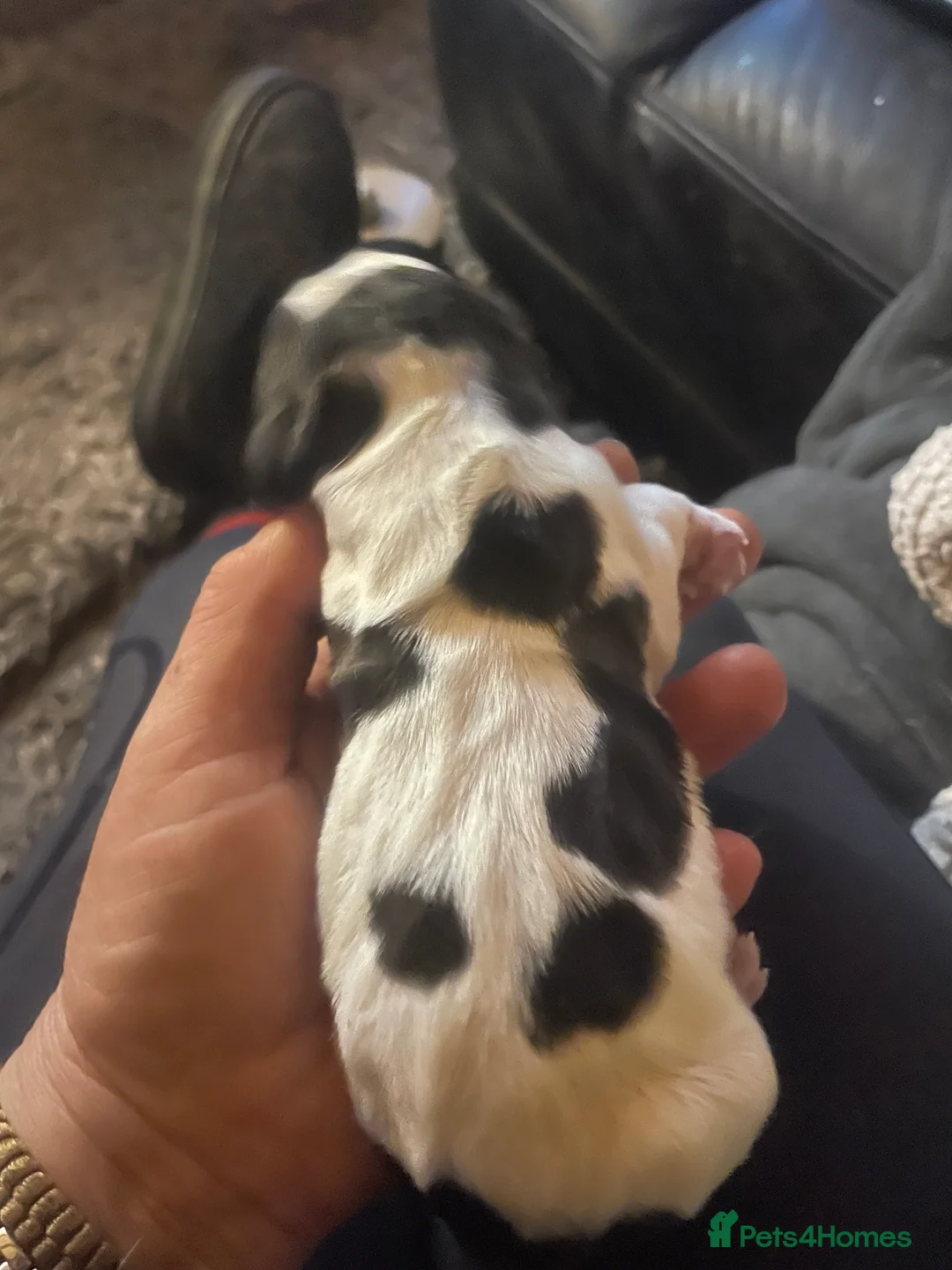 Beagle dogs for sale: TOP KC REG PUOS READY APRIL 5⭐️ lic  - Advert 3