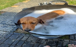 Dachshund dogs for sale: Price Reduced Dachshund Pup - Image 5