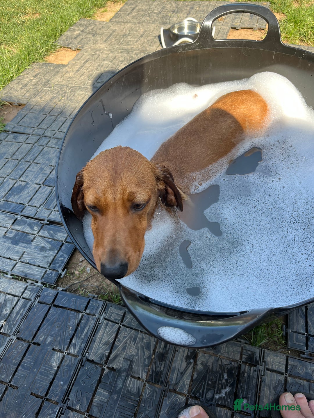 Dachshund dogs for sale: Price Reduced Dachshund Pup - Image 5