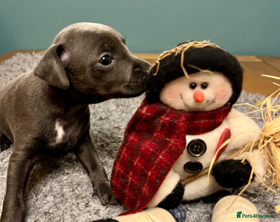 Italian Greyhound dogs for sale: KC Reg Italian Greyhound blue girl - Advert 5