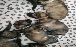 German Shepherd dogs for sale: 12 Czech KC Extensively Health Tested GSDs Puppies - Image 19