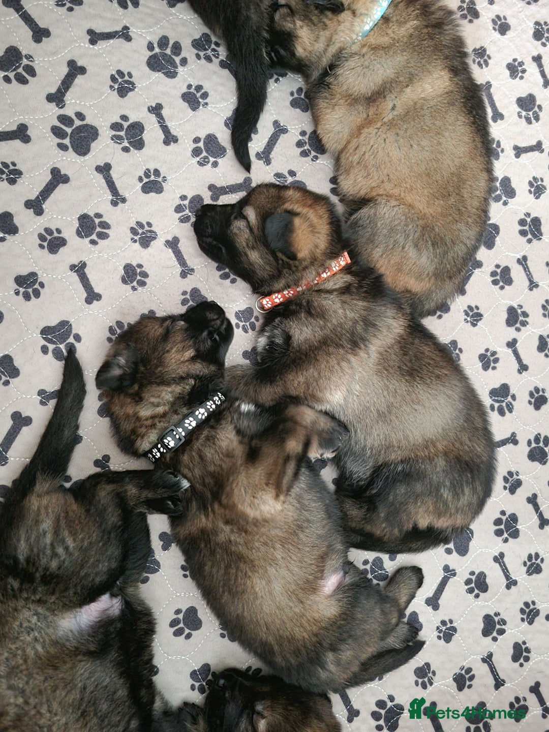 German Shepherd dogs for sale: 12 Czech KC Extensively Health Tested GSDs Puppies - Image 19