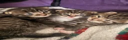 Mixed Breed cats for sale: Super cute and friendly tabby kittens  - Advert 8