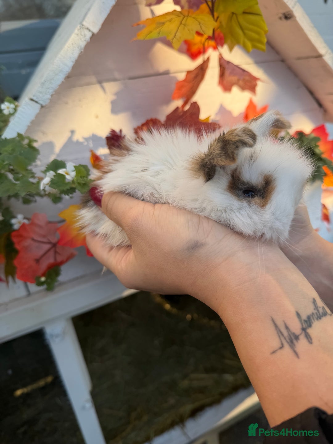 Mini Lion Lop rabbits for sale: Mix of lop & lion head  - Advert 7