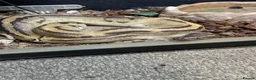 Python Snake reptiles for sale: Glen  Durbin  in Bromsgrove - Advert 1