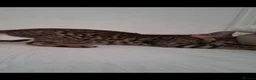 Bengal cats for sale: Bengal kittens - Advert 3