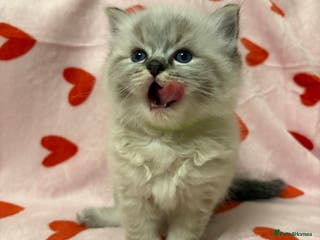 Ragdoll cats ☁️ 1 beautiful male ragdoll kitten left!!☁️ - Advert 3