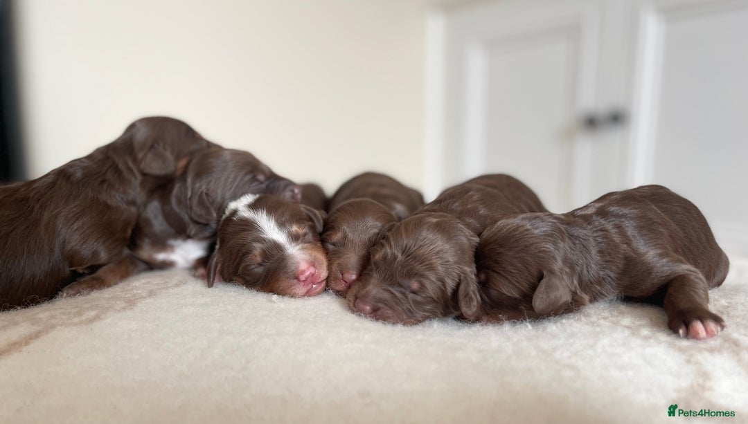 Bordoodle dogs for sale: OUTSTANDING *TRI COLOUR* MINIATURE BORDOODLES - Image 5