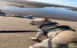 French Bulldog dogs for sale: Male french bulldog - Image 5