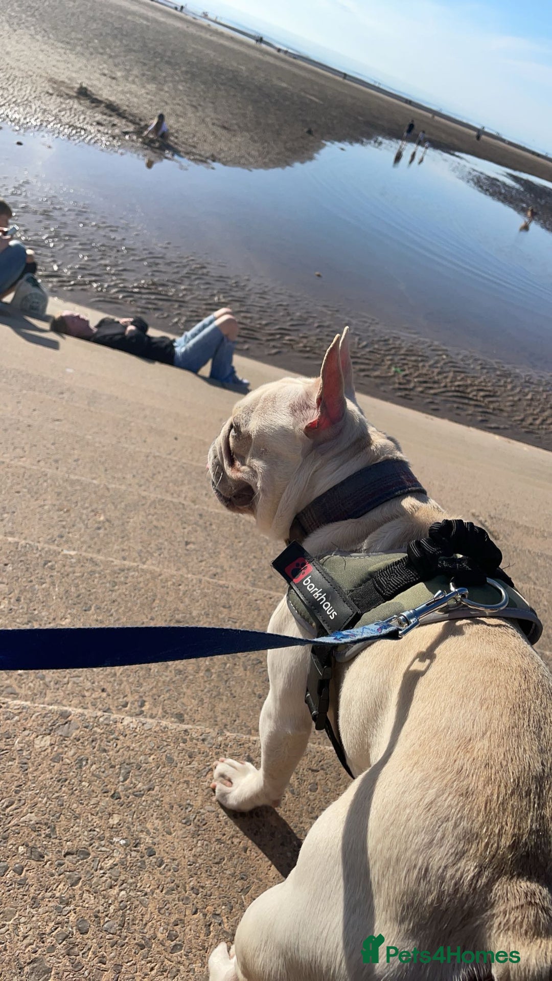 French Bulldog dogs for sale: Male french bulldog - Image 5