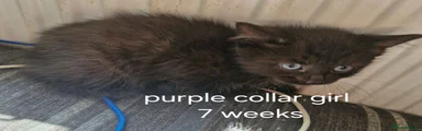 Purple collar girl 