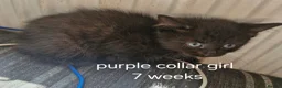 Mixed Breed cats for sale: 4 kittens black and black / white - Advert 8