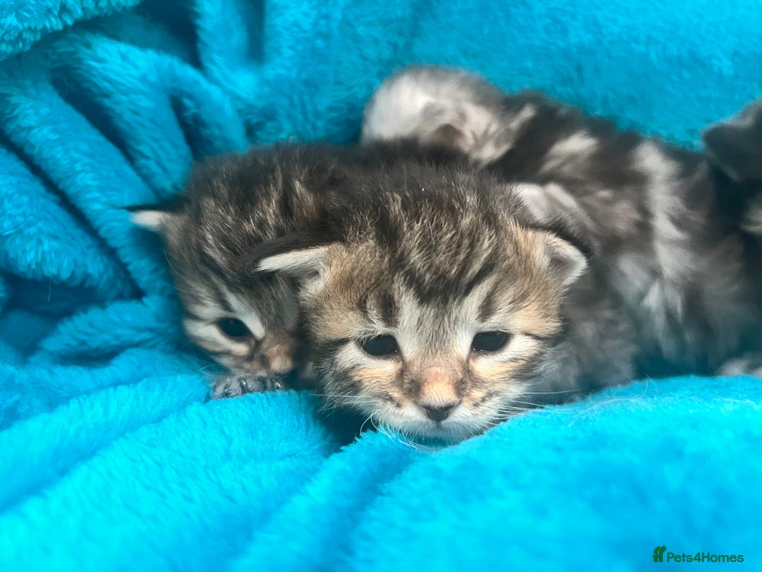 Siberian cats for sale: 🩶🩵Traditional Siberian Babies🩵🩶 - Advert 9