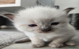 Ragdoll cats for sale: 4 Stunning Ragdolls (ready in August) in Bristol - Image 14