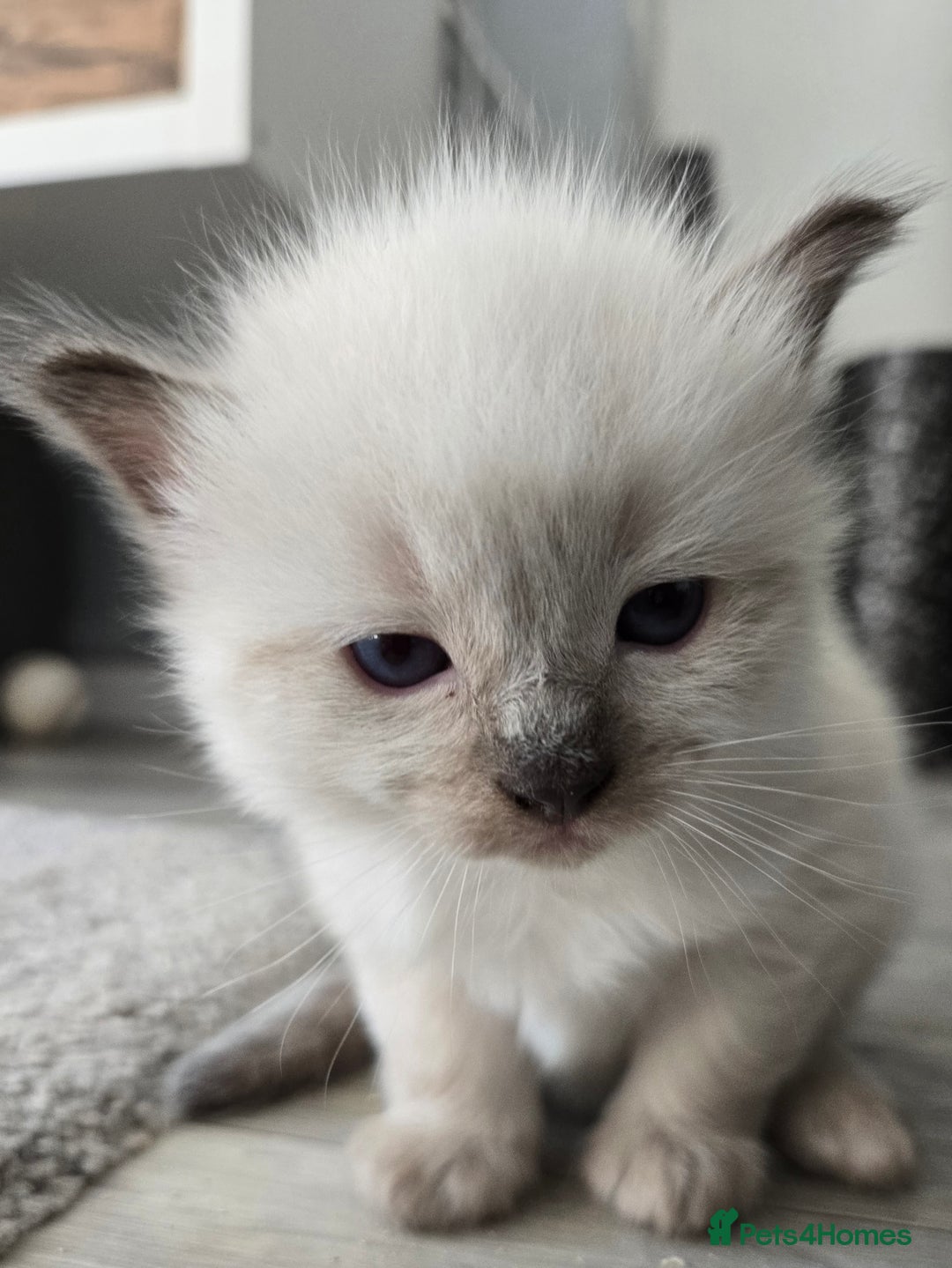 Ragdoll cats for sale: 4 Stunning Ragdolls (ready in August) in Bristol - Image 14