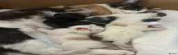 Mixed Breed cats for sale: 3 beautiful kittens ready in 4 weeks  - Advert 2