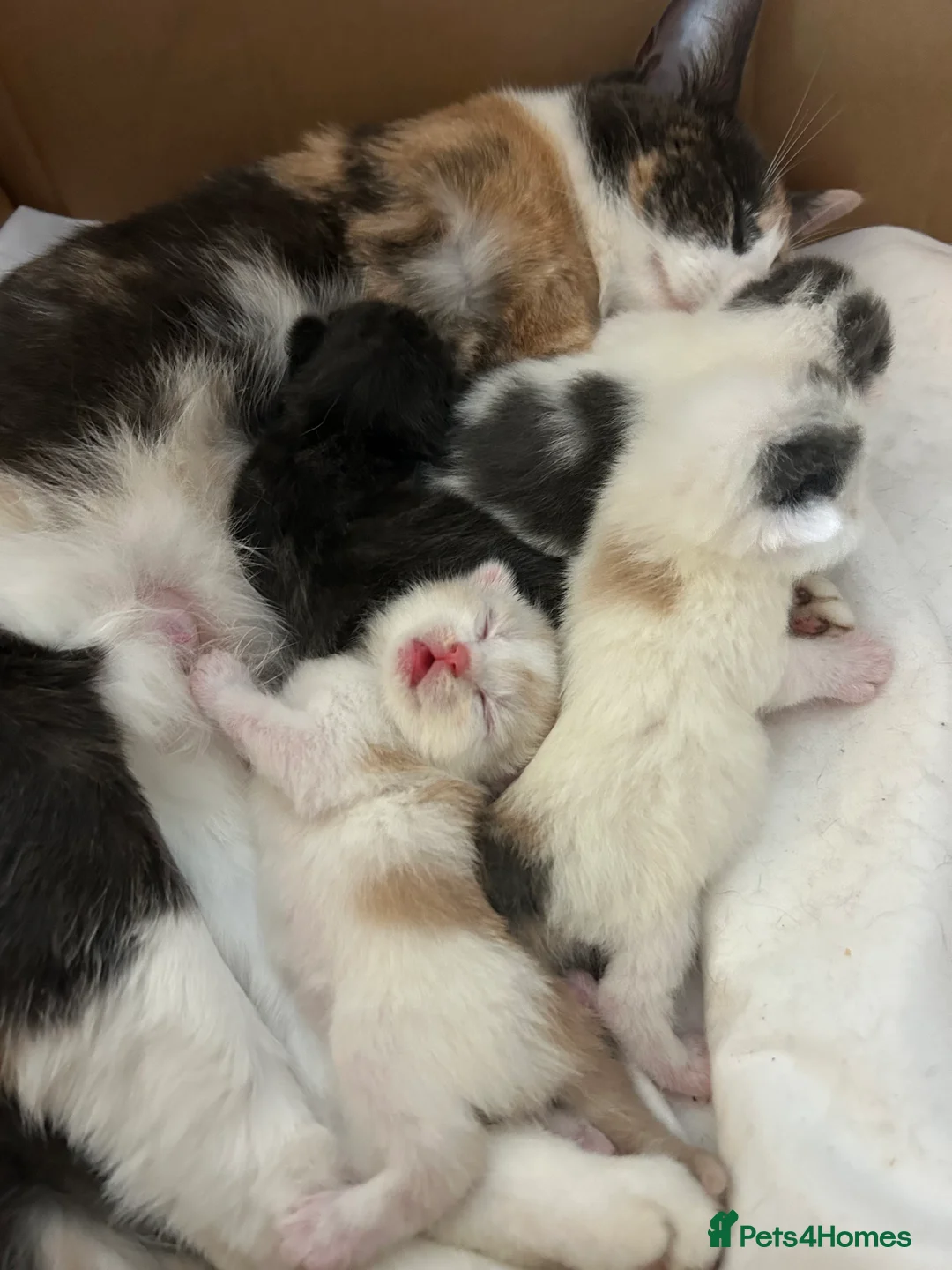 Mixed Breed cats for sale: 3 beautiful kittens ready in 4 weeks  - Advert 2