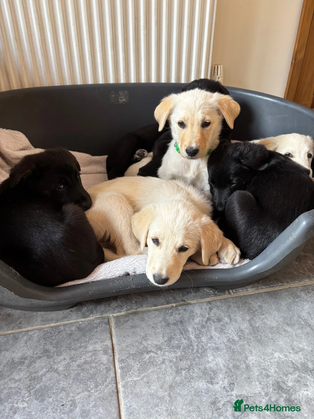 Sheprador dogs for sale:  Cute playful Sheprador puppies  - Advert 1