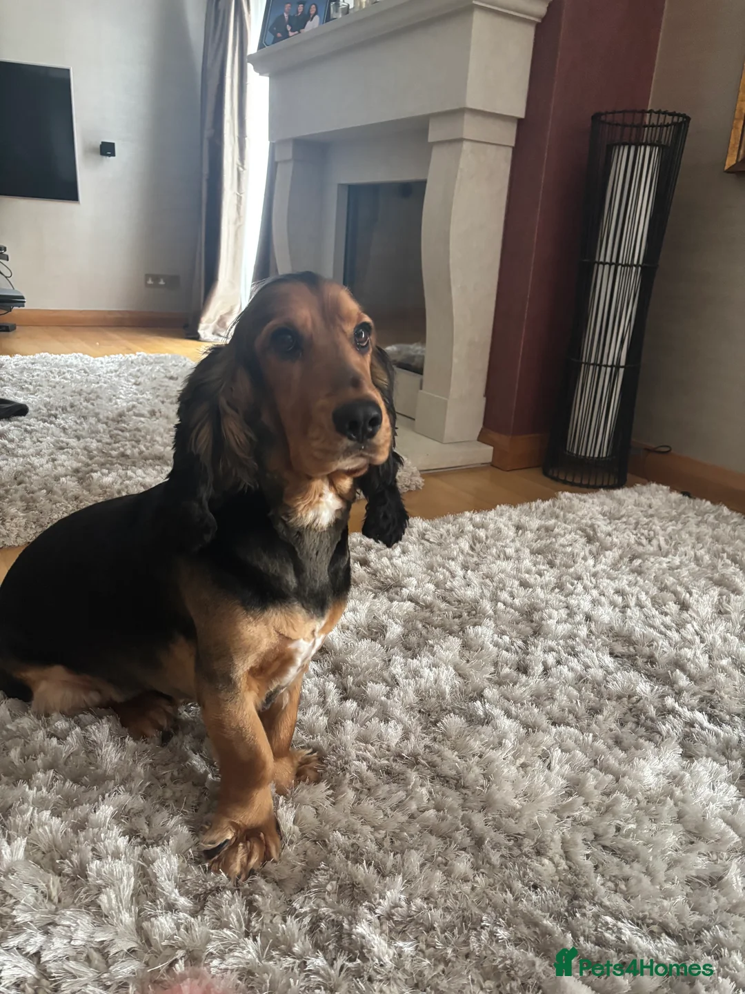 Cocker Spaniel dogs for stud: *For stud* Ringo the cocker spaniel - Advert 3