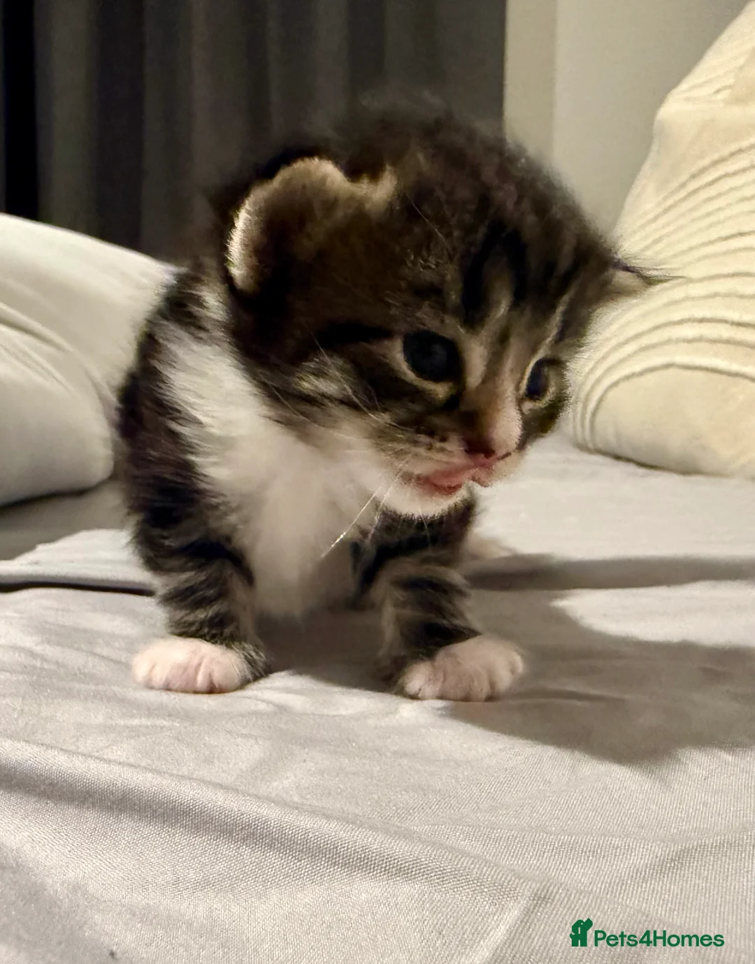 Mixed Breed cats for sale: Stunning Turkish Angora/ domesticShorthairKittens  - Advert 10