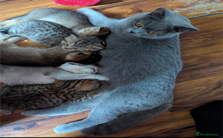 British Shorthair cats - Advert 10