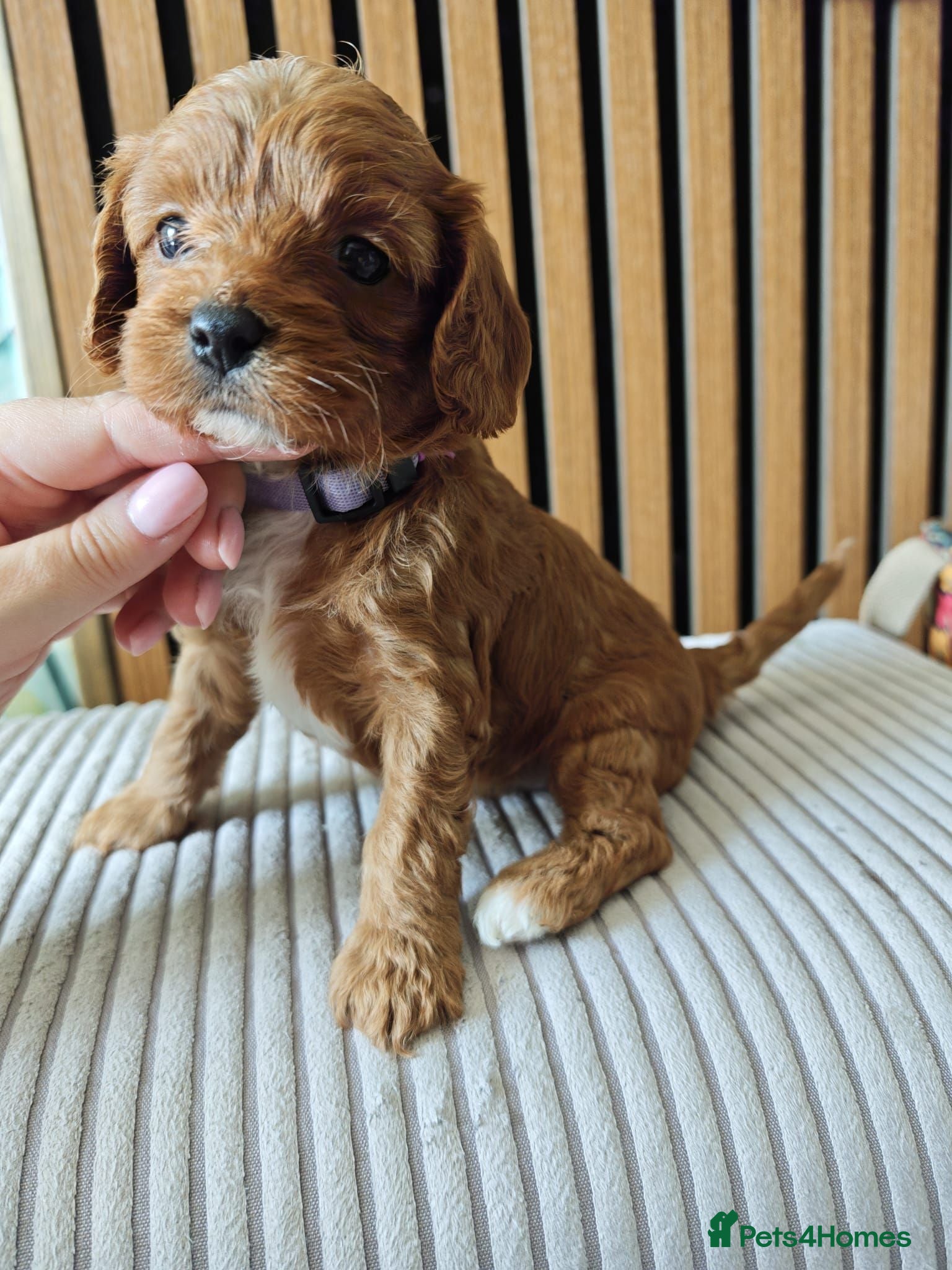 Cavapoo dogs 8 little fluffs available soon  - Advert 5