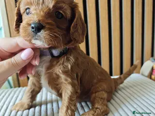 Cavapoo dogs 8 little fluffs available soon - Advert 5