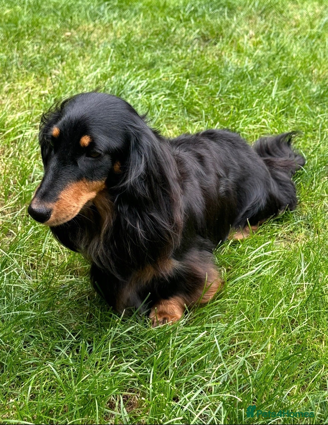 Miniature Dachshund dogs Miniature dachshund longhaired pups - Advert 1