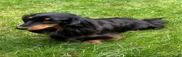 Miniature Dachshund dogs for sale: Miniature dachshund shaded cream longhaired pups - Advert 2