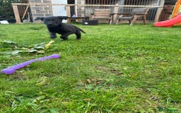 Labrador Retriever dogs for sale: 3 black labrador puppies  - Image 11
