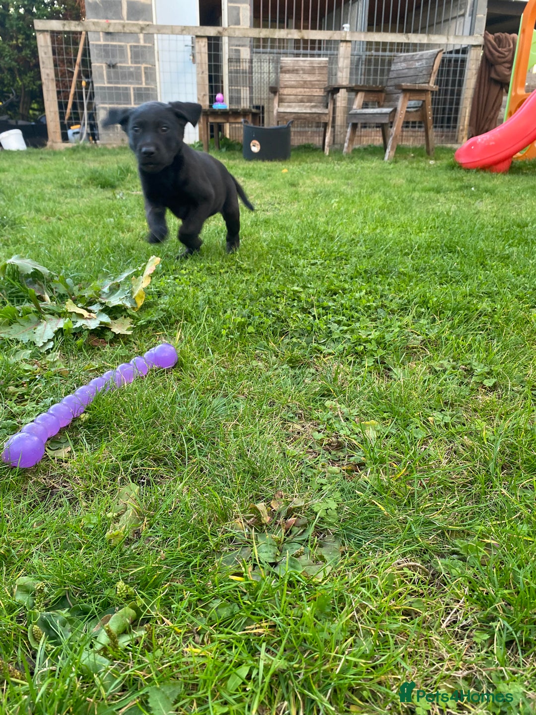 Labrador Retriever dogs for sale: 3 black labrador puppies  - Image 11